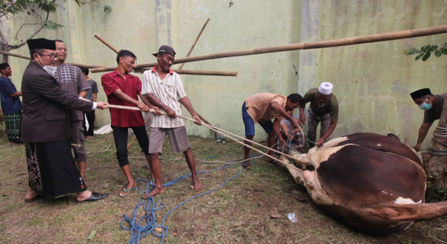 Bupati Cirebon Sebut Idul Adha Sebagai Perwujudan Kebermanfaatan **Dinas Pertanian Pastikan Sapi milik Bupati Sehat